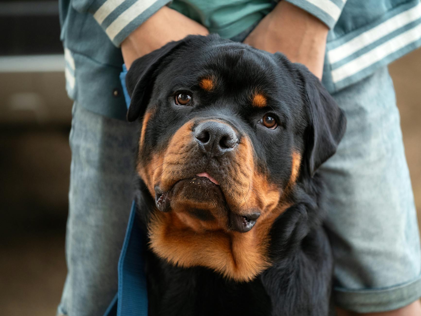 Rottweiler