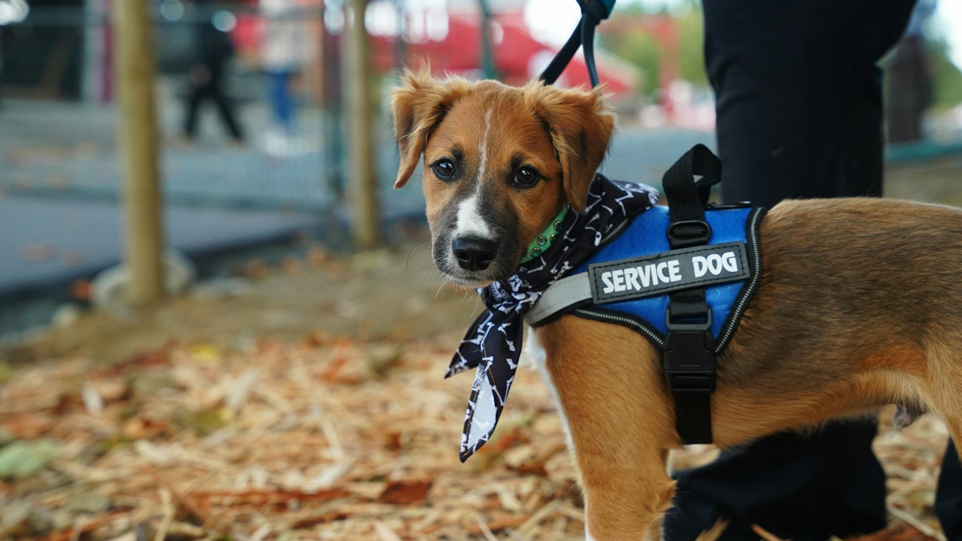 Service dog