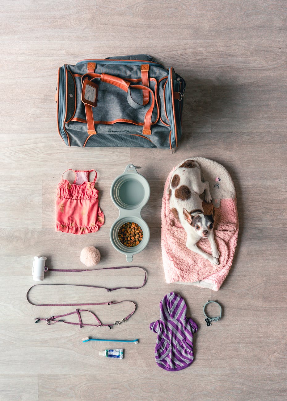 An assortment of dog stuff